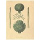Flax Art Poster | Encyclopedia Vegetable A | FWP-AP-EN4A